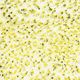 CR-61 Speckled Yellow